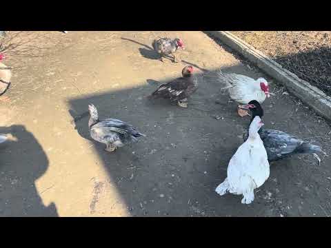 Видео: Мускусные утки несутся, будем закладывать инкубатор.