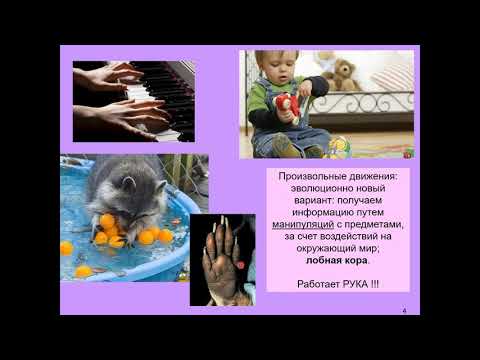 Видео: Дубынин В. А. - Физиология сенсорных и двигательных систем - 10. Произвольные движения