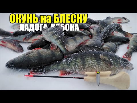 Видео: Ловлю на впайки! Классные поклевки окуня на блесну Клоп. Рыбалка на Ладоге в Кобоне