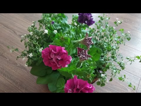 Видео: Пересадка петунии и бакопы в кашпо.