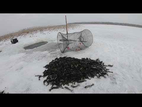 Видео: Мордушка Трещала от Такого Улова/Рыбалка на Ротана/