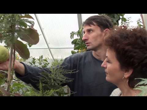 Видео: Тропические растения дома. Гуаява. Сайт "Садовый мир"