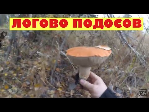 Видео: Обнаружил логово подосиновиков. Cluster of orange-cap boletus found