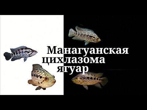 Видео: Цихлазома манагуанская. Цихлида ягуар.