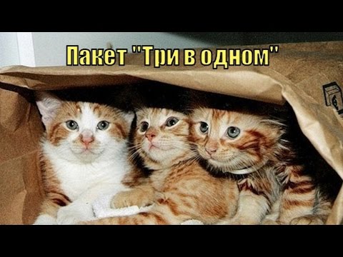 Видео: Весь [ТРИ-В-ОДНОМ] (часть пятая)