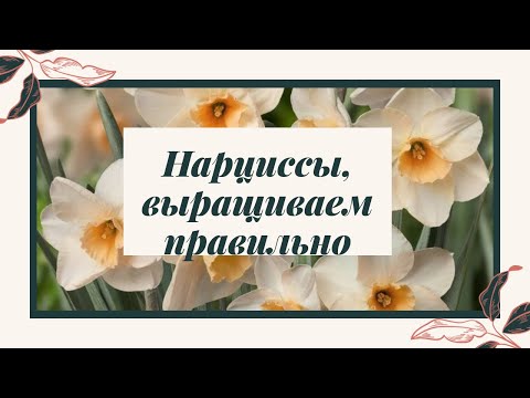 Видео: Сажаем нарциссы в ящики(покупка,посадка, уход)