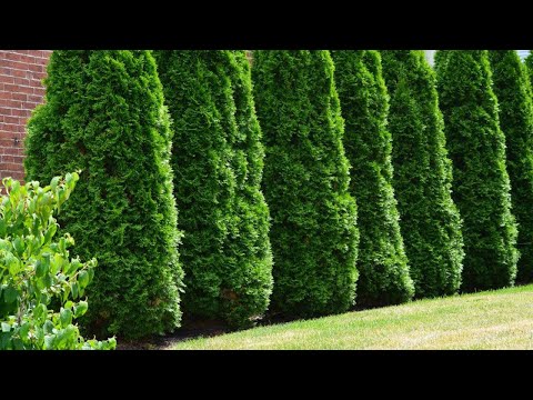 Видео: РАЗМНОЖЕНИЕ КИПАРИСОВИКА ЧЕРЕНКОВАНИЕМ