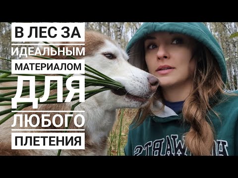 Видео: В осенний лес за материалом для любого плетения🔥. Большой и подробный МК по плетению корзинки