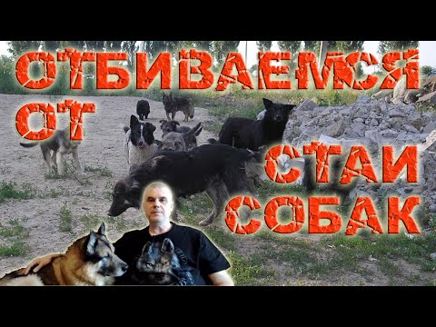 Видео: Как избежать нападения и защититься от стаи бездомных собак / Кинология / Зоопсихология