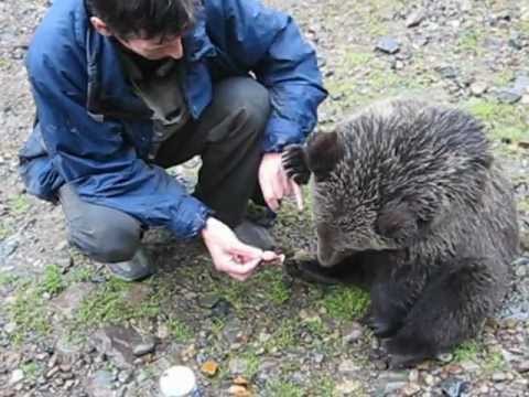 Видео: Геологи, медвежонок и сгущенка.