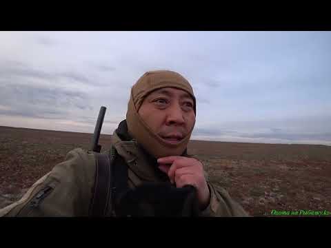 Видео: "Один выстрел - три утки! Охота на утку с подхода"