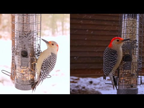 Видео: 🌿 Места Писания об Исцелении на Фоне Зимней Природы ❄️ | Духовное Вдохновение и Покой