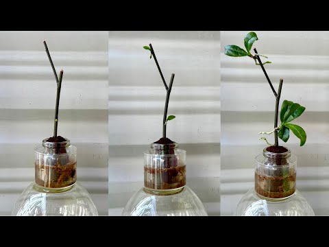 Видео: Просто кофе! Орхидея сразу же вырастает на ветке и цветет круглый год.