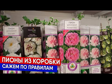 Видео: Пионы из коробки: сажаем по правилам