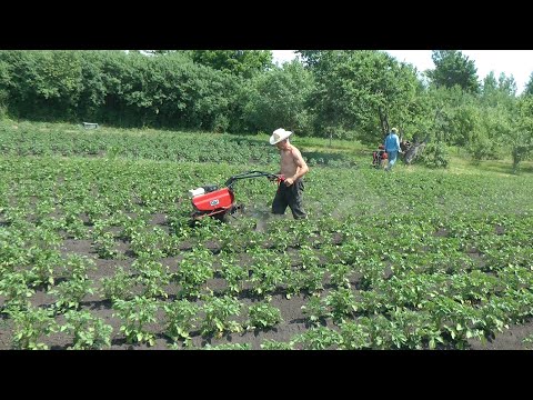 Видео: Мотоблок и я   неразлучные друзья!