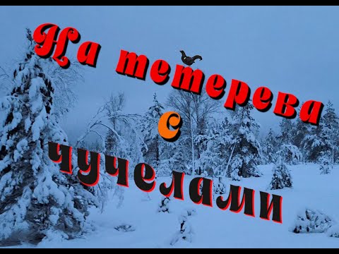 Видео: На тетерева с чучелами.