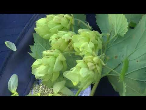 Видео: Сбор хмеля. Осень 2017.