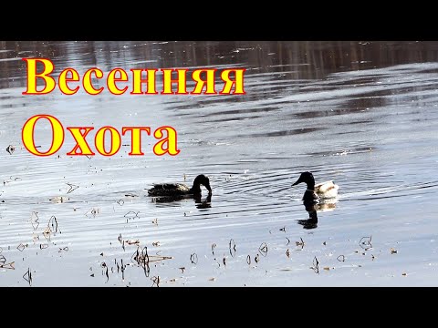 Видео: Весенняя охота