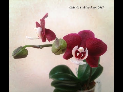 Видео: PHALAENOPSIS KAODA TWINKLE.  Первое цветение.  Описание и особенности ухода