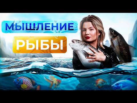 Видео: Прямой эфир «мышление рыбы»