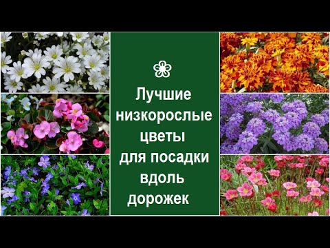 Видео: ❀ Лучшие низкорослые цветы для посадки вдоль дорожек