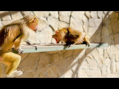 Видео: Люся умеет удивлять Лиду! Ни черешни, ни бутылки - ничего не досталось - вот такая справедливость!