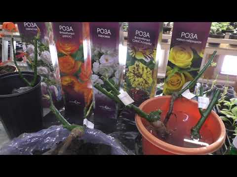 Видео: КАК ВЫРАСТИТЬ РОЗЫ В ФЕВРАЛЕ
