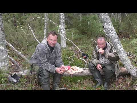 Видео: Рыбалка на колобашки и спиннинг на ламбушке в Карелии!