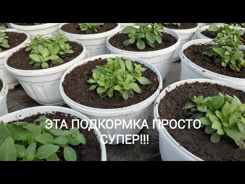 Видео: ПОДКОРМИТЕ АМПЕЛЬНУЮ ПЕТУНИЮ СЕЙЧАС И ПЫШНЫЙ КУСТ С МОЩНЫМИ ПОБЕГАМИ ВАМ ГАРАНТИРОВАН!!!
