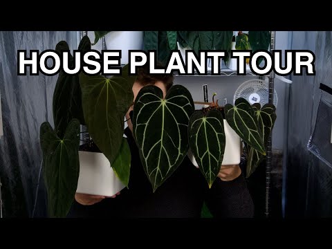 Видео: Экскурсия по комнатным растениям: антуриум, пестрые растения и многое другое!