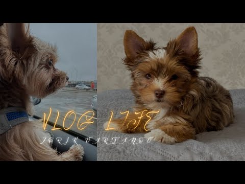 Видео: ИСТОРИЯ ЖОРИКА |. ЛЕЧЕНИЕ ПЕЧЕНИ В ЭСТОНИИ | ПОСЛЕДСТВИЯ 