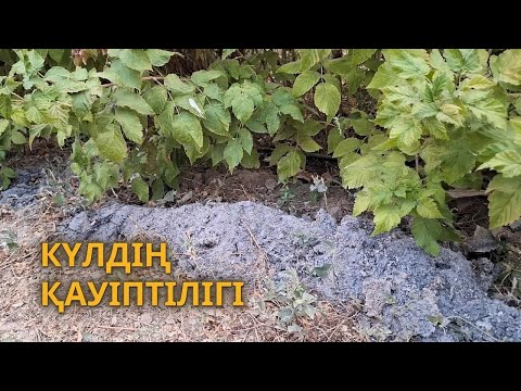 Видео: КҮЛДІ ТЫҢАЙТҚЫШқа ҚОЛДАНУ ЕРЕКШЕЛІГІ