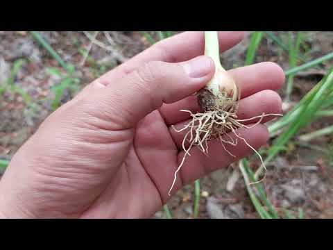 Видео: ТАМЫР / ТАМЫРДЫҢ ҚҰРЫЛЫСЫ / ТАМЫРДЫҢ ТҮРЛЕРІ / ТАМЫРДЫҢ ҚЫЗМЕТІ #тамыр #биология #биологияұбт