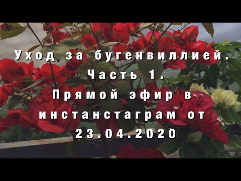 Видео: Бугенвиллея. Прямой эфир в  Инстаграм от  23.04.2020