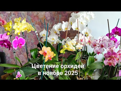 Видео: Цветение орхидей из уценки (7 ноября 2025), наращивание корней орхидее без корней. 