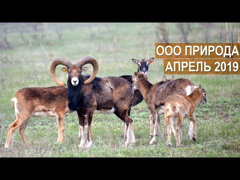 Видео: Дичепитомник ООО Природа. Как развивается хозяйство