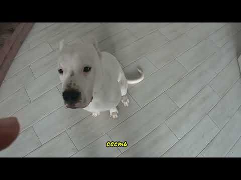 Видео: Как отучить собаку лезть к столу