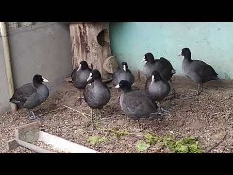 Видео: Лысуха.  Выращивание и содержание