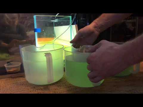 Видео: Третий этап разведения креветок амано./The third stage of breeding amano shrimp. English subtitles.