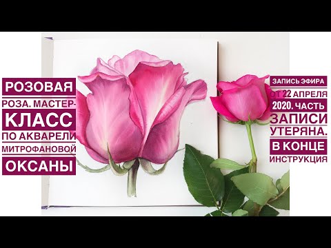 Видео: Розовая Роза. Урок по рисованию акварелью Митрофановой Оксаны. 22.04.2020