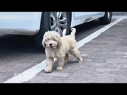 Видео: Грязный пёс-бродяга знает, что нежеланен. Он машет хвостом прохожим, но боится приблизиться.