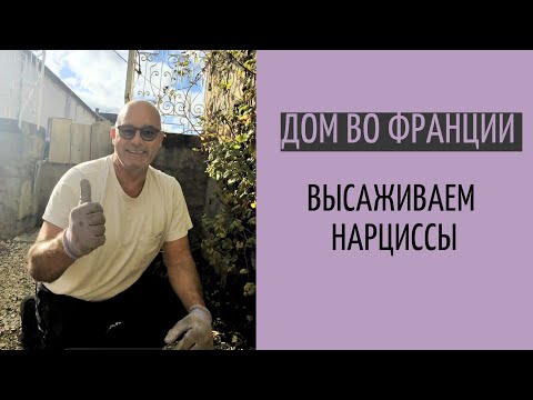 Видео: высаживаем нарциссы в доме мечты во Франции