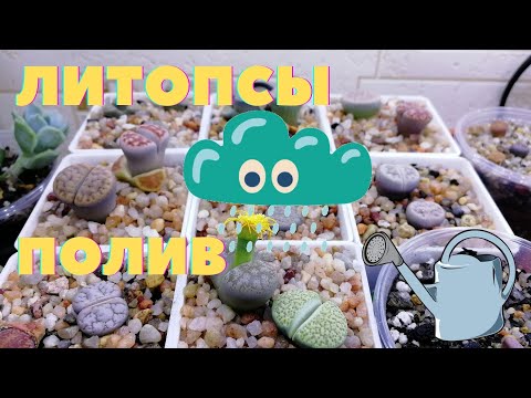 Видео: Литопсы полив | Как поливать литопсы | Суккуленты