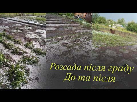 Видео: Розсада після граду. До та після