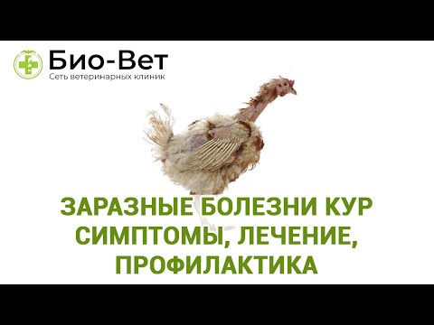 Видео: Заразные болезни кур 🐔 - симптомы, лечение, профилактика // Сеть Ветклиник Био-Вет