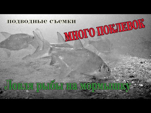 Видео: Ловля подлещика на мормышку зимой. Подводная съемка, много поклевок под водой!