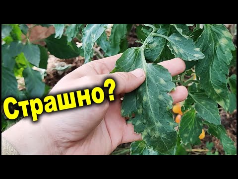Видео: Кладоспориоз томатов мне больше не страшен! И вот почему.