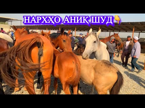 Видео: Аспбозори Душанбе(Ленский район). Нархи тойҳо, байталҳо ва аспҳои бузи.