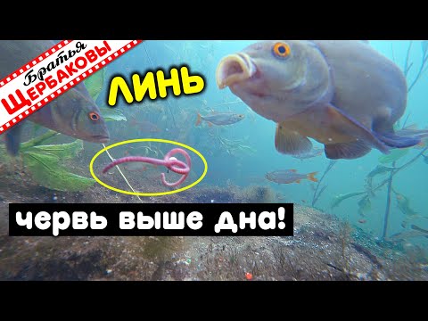 Видео: ЛИНЬ. Наживка НА ДНЕ или НАД ДНОМ? Что лучше? Подводные съемки