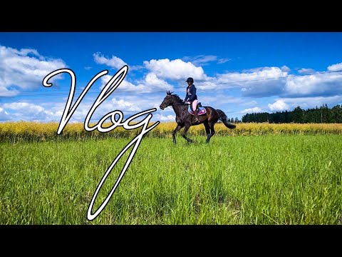 Видео: Vlog! Один день из жизни конника!